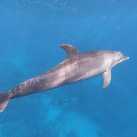 Dolphin Continental Hotel El Qoseir Zewnętrze zdjęcie